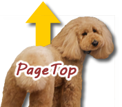 PageTop